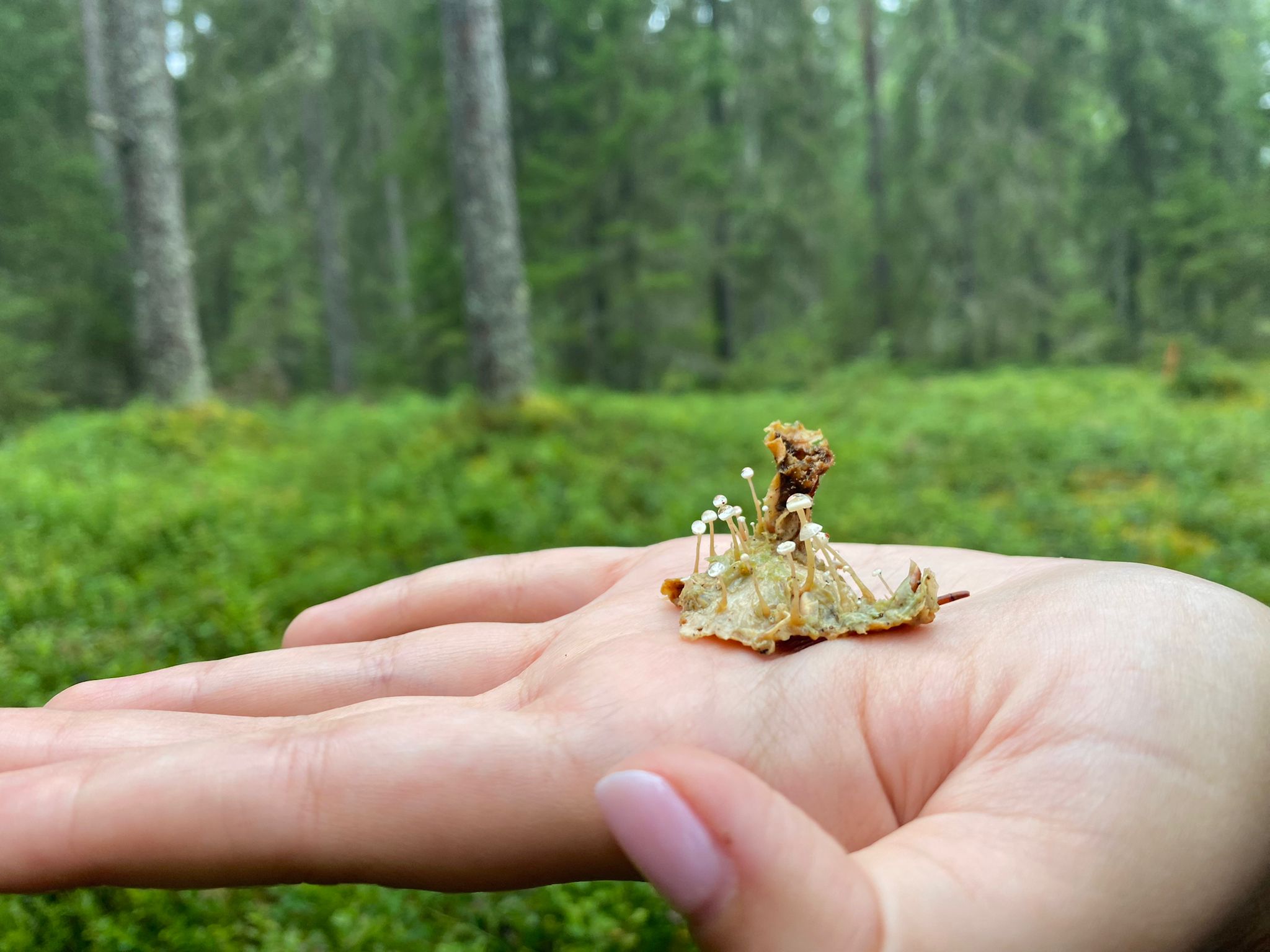 Mushrooms in Sanginjoki Park